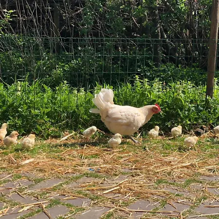 Boshuisje Met Uitzicht Op Het Park
