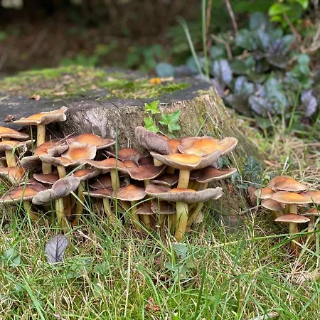 Boshuisje Met Uitzicht Op Het Park Lochem