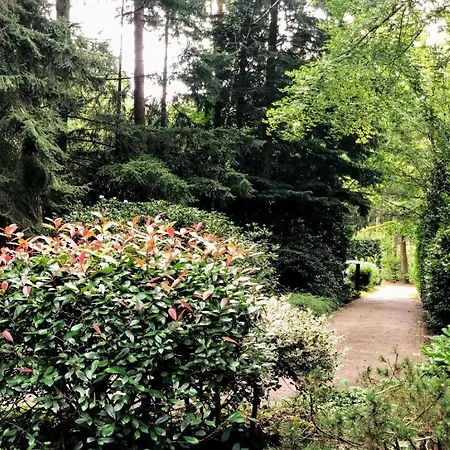 Boshuisje Met Uitzicht Op Het Park